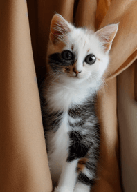 Cats Run Wild #CIWN06