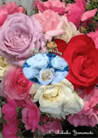 My garden, My rose_Various