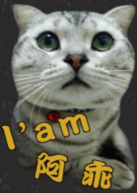 I'am 阿乖 (神秘黑色)