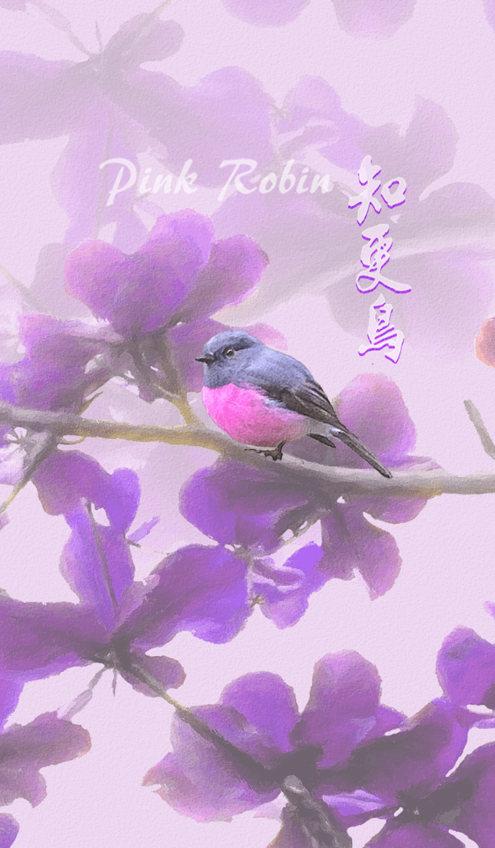 I Love Pink Robin(1)