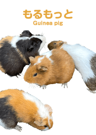 "Guinea pig 2" theme
