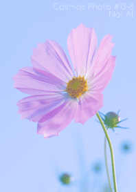 Cosmos Photo #13-8 Not AI