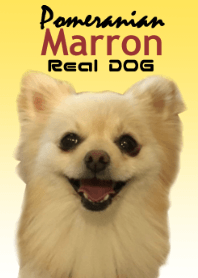 Real DOG Pomeranian Maron