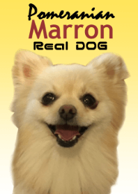 リアルDOG ポメラニアンのマロンちゃん