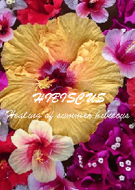 Hibiscus~summer
