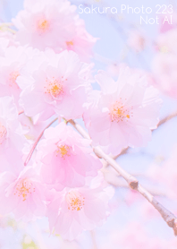 Sakura Photo 223 Not AI