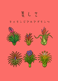 我養的空氣鳳梨開花期(胭脂粉)