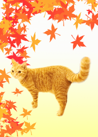 Autumn scenery with cats