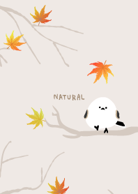 Long-tailed Tit maple6 from Japan