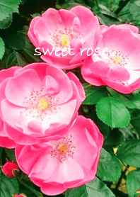 sweet pink rose theme