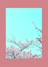 CHERRY BLOSSOMS & BLUE SKY/DUSTY RED