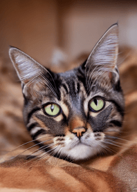 Cats Run Wild #DLGAP111