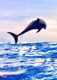 lucky dolphin Sea