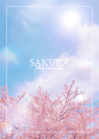 SAKURA 14 / Natural Style