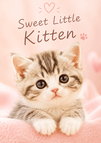 brown Fluffy Kitten Sweet Time