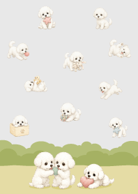 Cute happy bichon frise dog/white8
