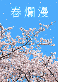 【春爛漫】桜と青空