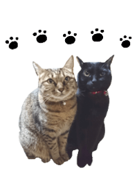 YUKANCO CAT2