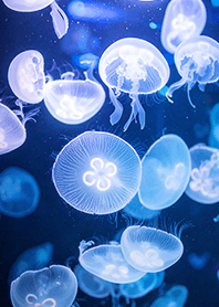 Translucent Jellyfish Symphony