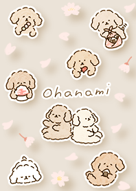 beige Toy Poodle Sakura Viewing 02_2