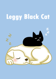 Leggy Black Cat