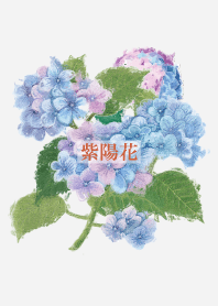Hydrangea flower 3
