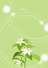 December's birth flower,Yuzu