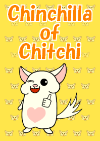 Chinchilla of Chitchii