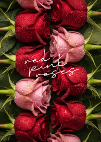 Red Pink Roses for love Beige Red theme