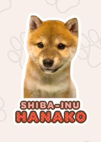 Shiba Inu Hanako*a42*