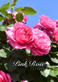 Pink Rose 5