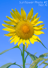 Sunflower Photo #2-1 NotAI