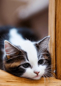 Cats run wild #DCNN23.