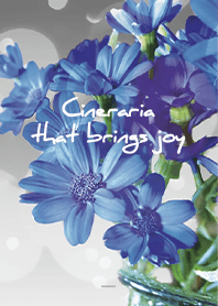 Gray : Cineraria that brings joy