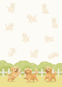 花園玩耍的黃金獵犬(金毛)