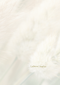 Lagurus ovatus Theme