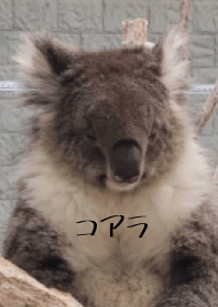 KOARAKAWAII