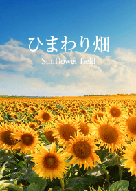 ひまわり畑