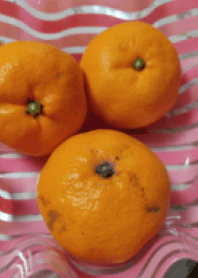 Japanese mandarin oranges