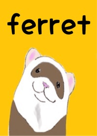 フェレット