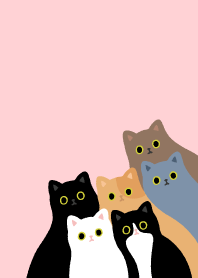 แมว แมว แมว เหมียว_สีชมพู
