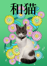 CHARMIE: My lovely cat