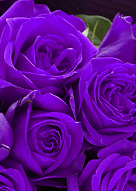 [flower]violet rose