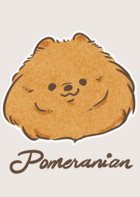 Sebuah cokelat Pomeranian B