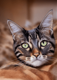 nyanko great runaway#machaz81