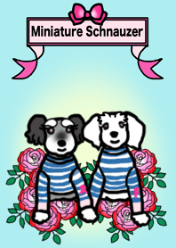 ミニシュナのレイアちゃんとフローラちゃん