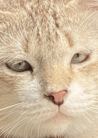 ไอ้ตี๋ แมวเรื่อยเปื่อย V.1