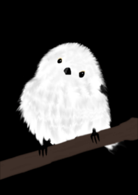 白色的鳥