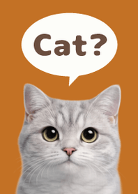 British Shorthair Simples 3 Brown 05