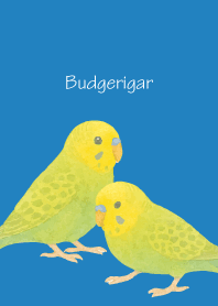 Cute Budgerigar3 on blue